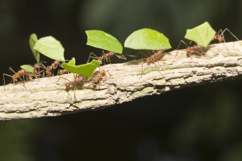 A picture of ants working together to move leaves